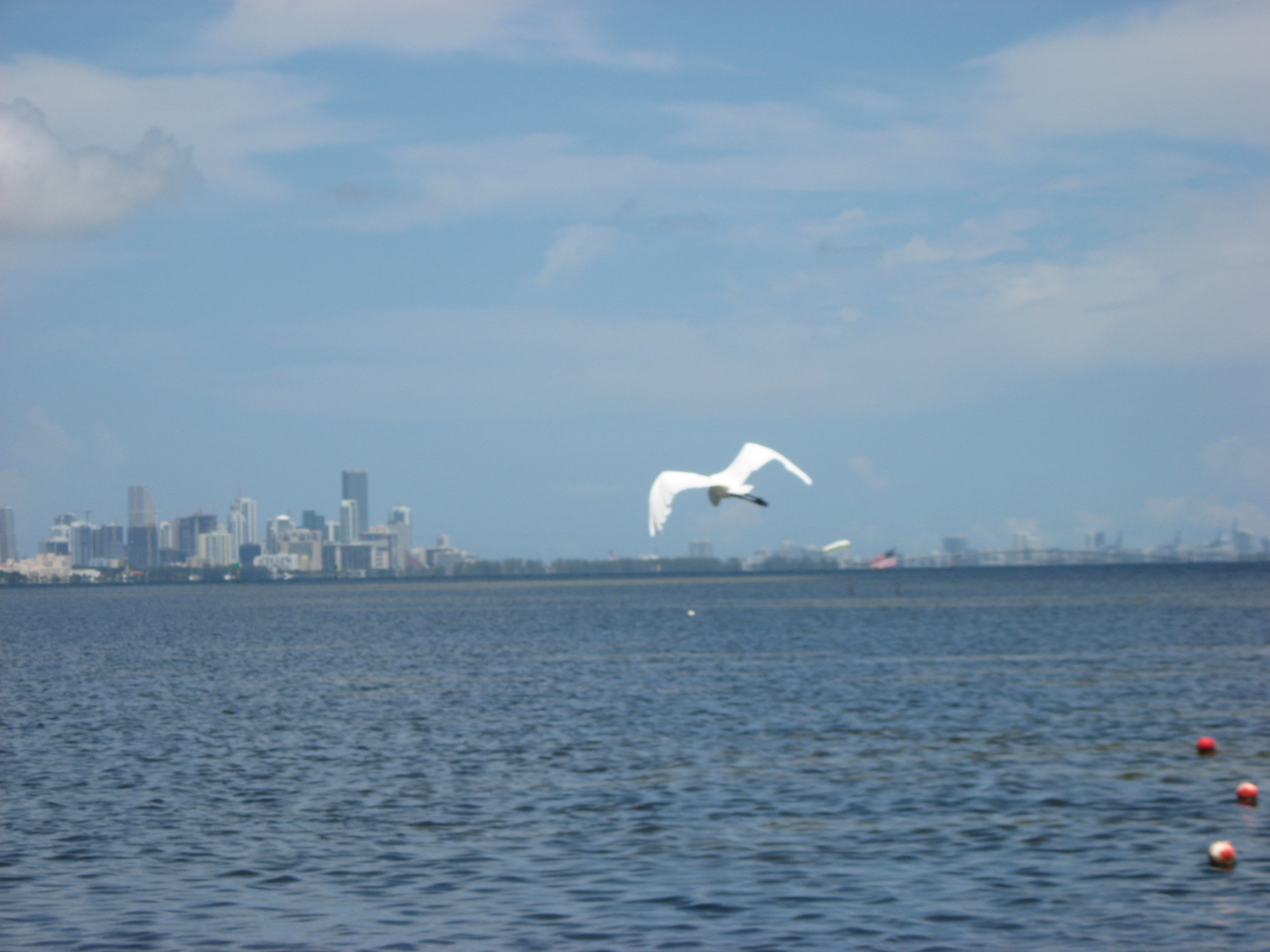 Matheson Bird Flying