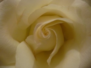 rose-close-up