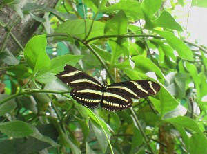 zebra-cterpillars-on-vine-april-17-08-first-time-seeing-024