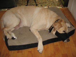 sparky-muzzle-wound-nov-08