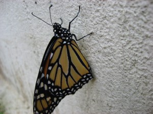 I Took This Picture Right After This Butterfly Was Born Ready to Fly