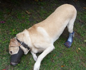 sparky my labrador march 09