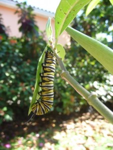Caterpillar in My Garden April 19, 2009