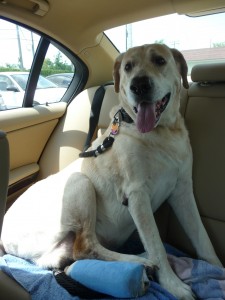 sparky-april-14-2009-change-of-bandage