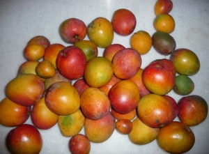 Mangoes From My Two Trees