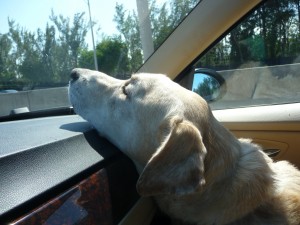 Sparky on the Way to the Vet Today