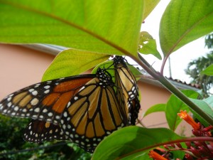 Monarch Butterflies Mating