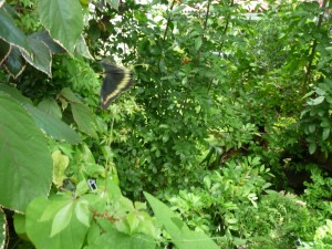 Pipevine Swallowtail Butterfly In My Garden Today