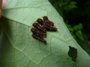 Pipevine Caterpillars in My Garden Yesterday