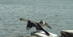Bird About To Take Off in Biscayne Bay