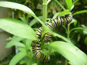 Caterpillars In My Garden Today