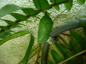 Chryssalis In My Garden Taken July 28, 2009