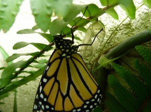 Recently Born Hanging Upside Down Drying It's Wings Next to Empty Shell Taken July 29, 2009, the day after previous picture