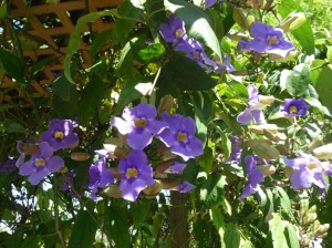 Purple Flowers I Took At Butterfly World In April