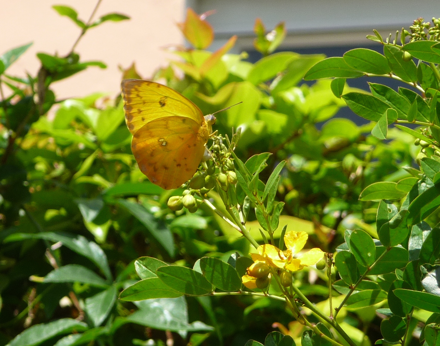 Yellow Butterfly In My Garden Yesterday
